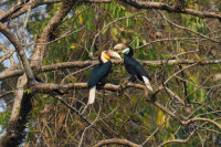 Hornbill Valley